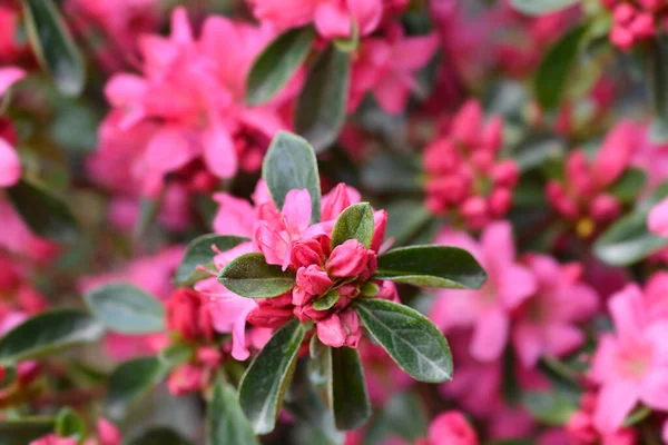 Japanese Azalea Pink Flowers Latin Name Rhododendron Japonicum — Stock Photo, Image