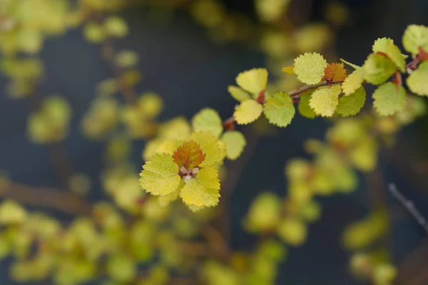 Artctic Dwarf Birch Golden Treasure Branch Leaves Latin Name Betula — Fotografia de Stock