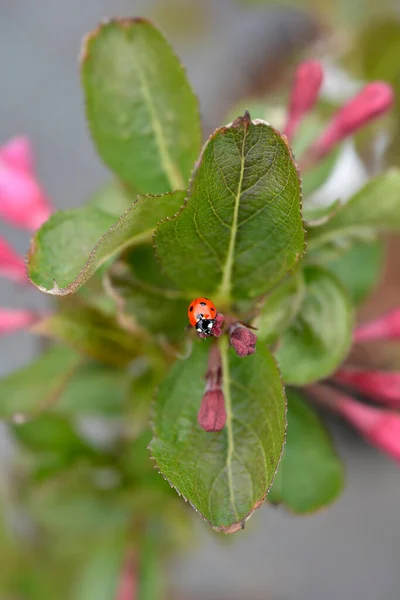 Weigela Minuet Flower Buds Ladybug Latin Name Weigela Minuet —  Fotos de Stock