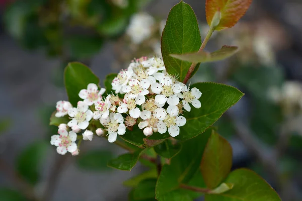 Black Chokeberry White Flowers Latin Name Aronia Melanocarpa — Stock Photo, Image