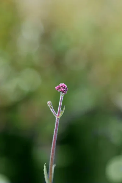 Upright Verbena Lollipop Flower Buds Latin Name Verbena Bonariensis Lollipop — Photo