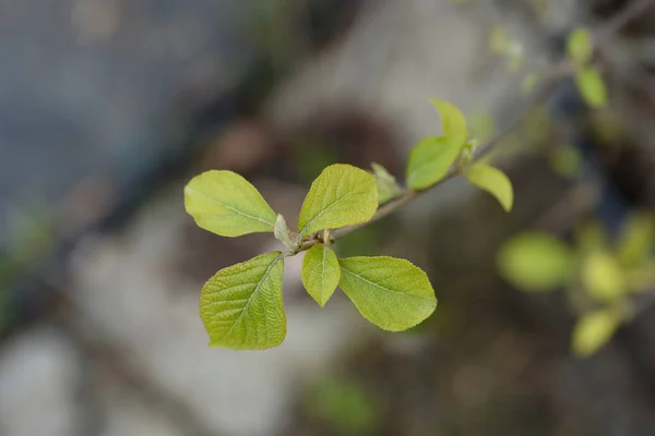 Beautyberry Profusion Neue Blätter Lateinischer Name Callicarpa Bodinieri Profusion — Stockfoto