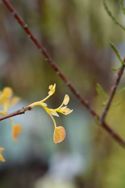 Eastern Redbud Rising Sun Branch New Leaves Latin Name Cercis — Φωτογραφία Αρχείου