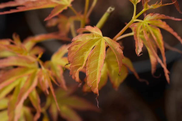 桂カエデの葉 ラテン語名 Acer Palmatum桂 — ストック写真