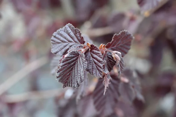 Purple hazel new leaves - Latin name - Corylus maxima Purpurea