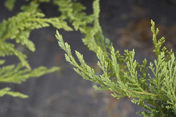 Tamarisk Leaved Savin Branch Латинское Название Juniperus Sabina Tamariscifolia — стоковое фото