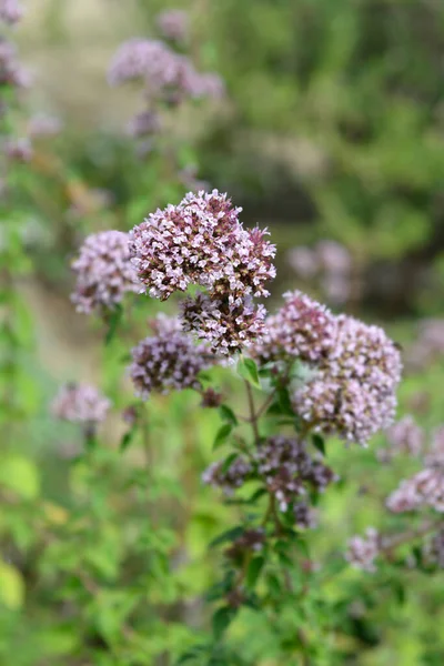 Różowe Kwiaty Majeranek Zwyczajny Nazwa Łacińska Origanum Vulgare — Zdjęcie stockowe