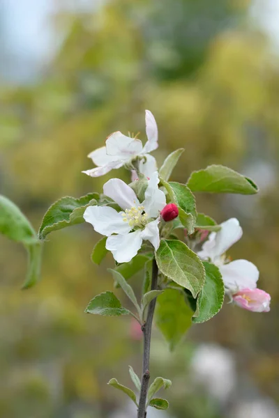 Apple Tree Granny Smith Branch Flowers Latin Name Malus Domestica — Stock Photo, Image