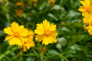 Tickseed Schnittgold çiçekleri - Latince adı - Coreopsis grandiflora Schnittgold