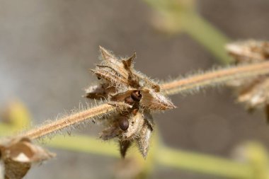 Gümüş adaçayı tohumları - Latince adı - Salvia argentea