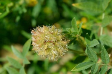 Meyan kökü başı - Latince adı - Glycyrhiza glabra