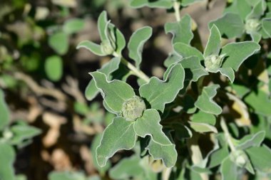 Kudüs adaçayı tomurcukları - Latince adı - Phlomis fruticosa