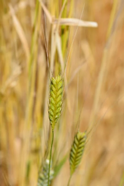 Einkorn Wheat Latinský Název Triticum Boeoticum — Stock fotografie