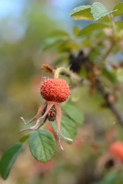 Rugosa Rosa Rosa Mosqueta Nombre Latino Rosa Rugosa — Foto de Stock