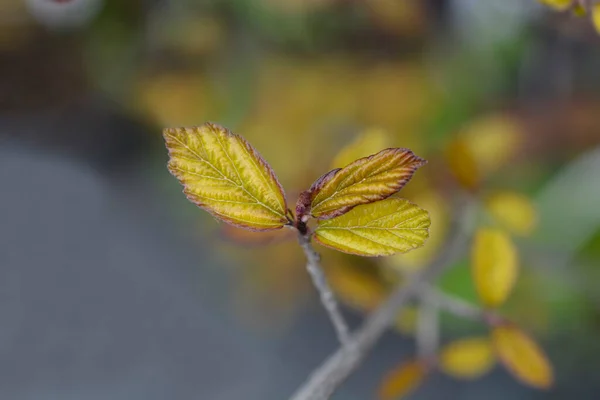 Persian Ironwood New Leaves Latin Name Parrotia Persica — Zdjęcie stockowe