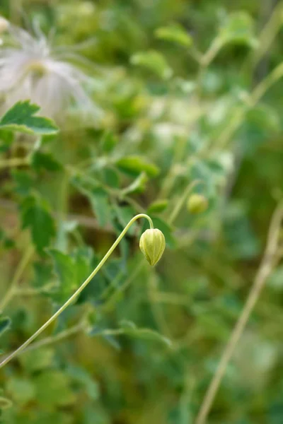 Korean Clematis Flower Bud Latin Name Clematis Serratifolia — Photo