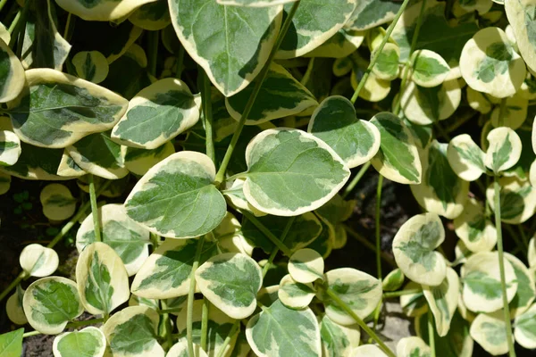 Urozmaicone Liście Okoniokształtne Nazwa Łacińska Vinca Major Variegata — Zdjęcie stockowe