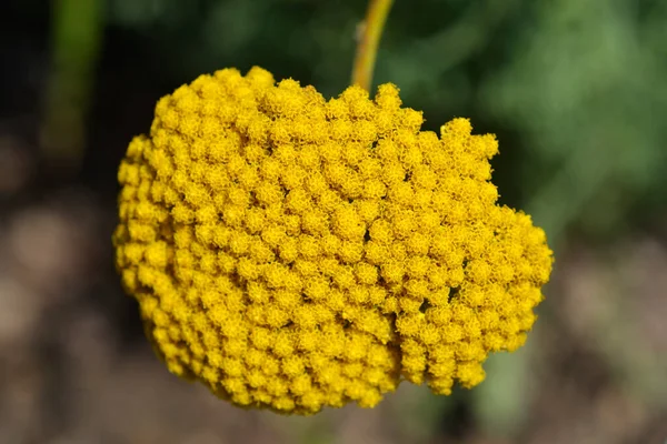 Gold Plate Yarrow Flower Latin Name Achillea Filipendulina Gold Plate — Stok fotoğraf