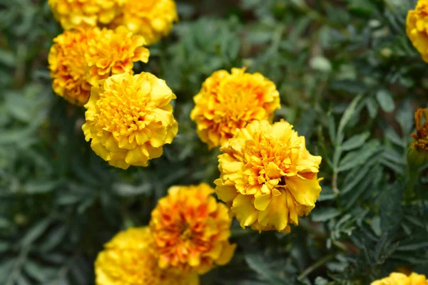 French marigold Strawberry Blonde flowers - Latin name - Tagetes patula Strawberry Blonde