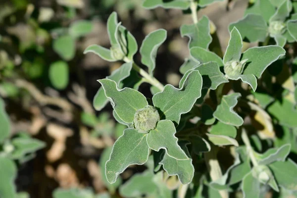 Jerusalem Sage Flower Buds Latin Name Phlomis Fruticosa — Stock Photo, Image