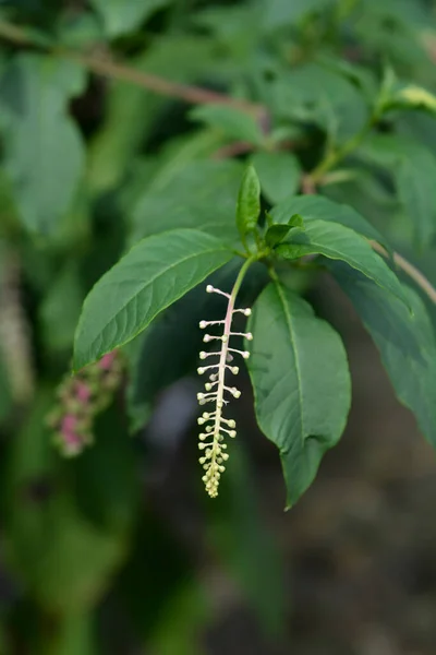 American Pokeweed Flower Buds Latin Name Phytolacca Americana — Stockfoto
