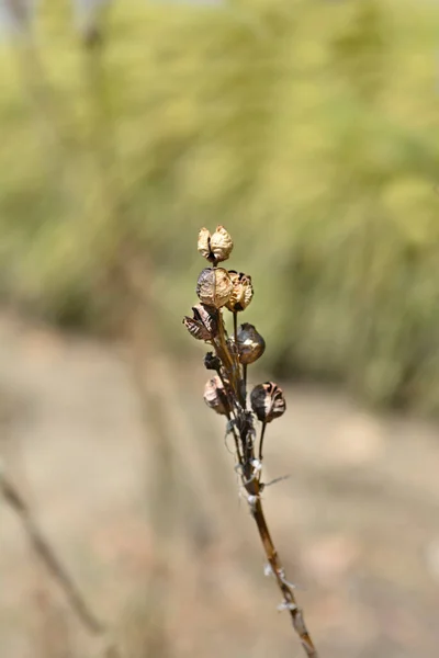 Kings Spear Brown Dry Seed Pods Λατινική Ονομασία Asphodeline Lutea — Φωτογραφία Αρχείου