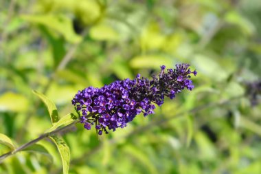 Yaz leylağı Kara Şövalye çiçekleri - Latince adı - Buddleja Daviddi Kara Şövalye