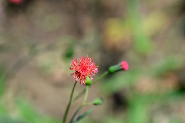 Tasselflower red flowers - Latin name - Emilia fosbergii