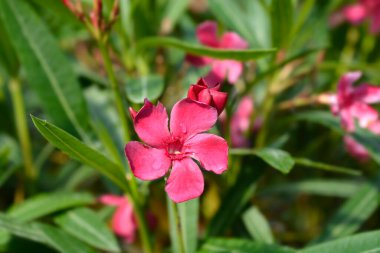 Oleander Emile Sahut pembe çiçekler - Latince adı - Neryum zakkum Emile Sahut