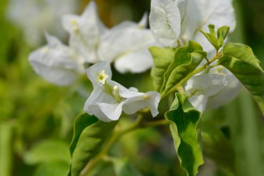 Beyaz Bougainvillea Altanova Piramit çiçekleri