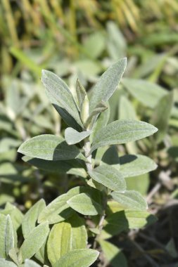 Ebedi Yaz Karları Latince adı Anaphalis triplinervis Sommerschnee