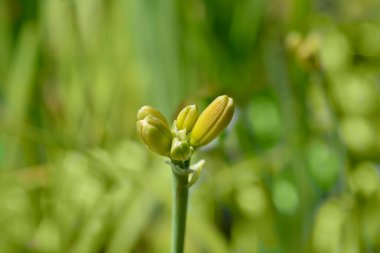 Daylily Elaine Strutt flower buds - Latin name - Hemerocallis Elaine Strutt