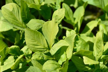 Yaygın bogfasülye yaprakları - Latince adı - Menyanthes trifoliata