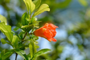Nar çiçeği - Latince adı - Punica granatumu