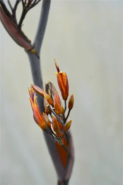 Flores Linho Nova Zelândia Bronze Nome Latino Phormium Tenax Atropurpureum — Fotografia de Stock