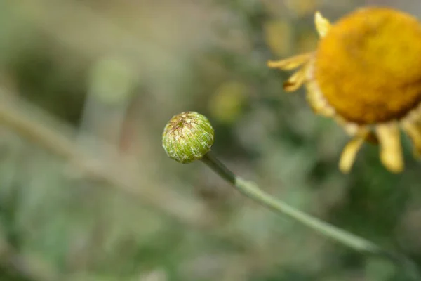 Yellow Chamomile Flower Bud Latin Name Cota Tinctoria —  Fotos de Stock