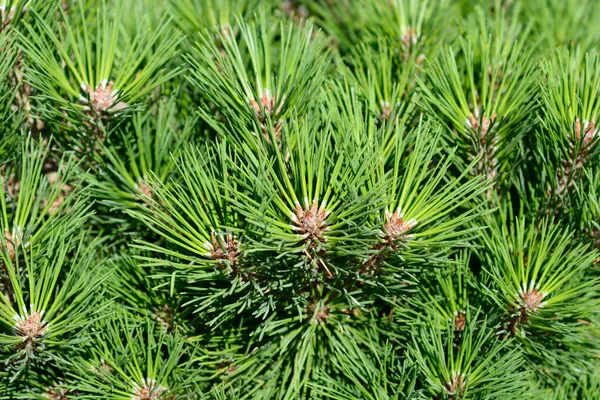 Чорна Сосна Філія Брепо Латинська Назва Pinus Nigra Brepo — стокове фото