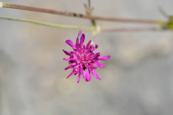 Macedonian Scabious Flower Latin Name Knautia Macedonica — Stock Photo, Image