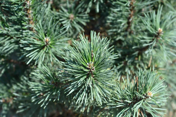 Dwergdennenzwabbers Latijnse Naam Pinus Mugo Mops — Stockfoto