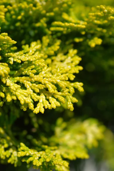 Dwarf Golden Hinoki Cypress Branches Latin Name Chamaecyparis Obtusa Nana — Stock Photo, Image