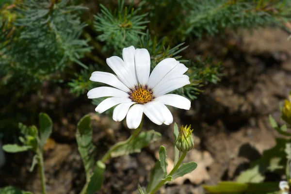 African Daisy Silverhill White Flower Lateinischer Name Dimorphotheca Silverhill White — Stockfoto