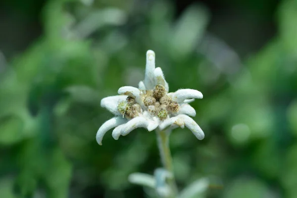 Alpine Edelweiss Flower Latin Name Leontopodium Nivale Subsp Alpinum — Foto de Stock