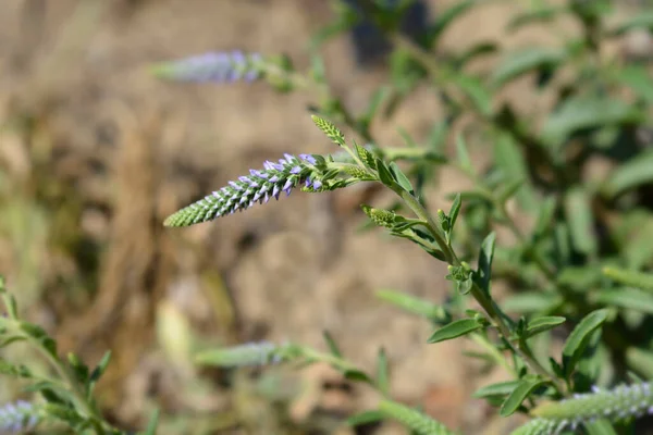 Dwarf Spiked Speedwell Blue Carpet Flower Buds Latin Name Veronica — Stock Photo, Image