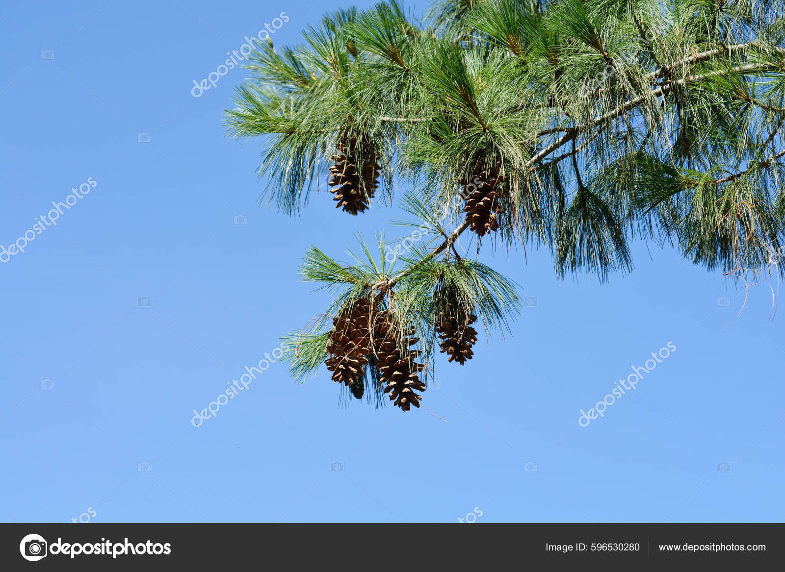 Himalayan Pine Branches Pine Cones Blue Sky Latin Name Pinus Stock Photo by  ©nahhan 596530280