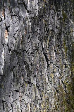 Doğu siyah ceviz kabuğu detayı - Latince adı - Juglans zencisi