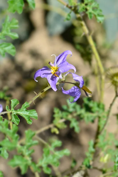 Καρπούζι Λουλούδια Νυχτερινής Σκιάς Λατινική Ονομασία Solanum Citrullifolium — Φωτογραφία Αρχείου