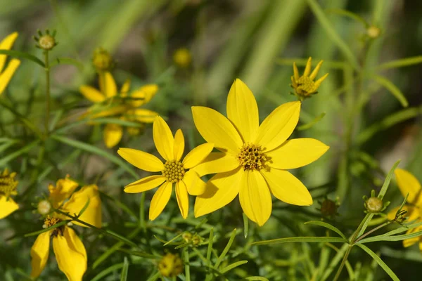 Flores Amarelas Caroço Whorled Nome Latino Coreopsis Verticillata — Fotografia de Stock