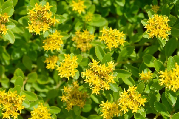 Orange Stonecrop Weihenstephaner Altın Çiçekleri Latince adı Sedum Kamtschaticum var. Floriferum Weihenstephaner Altın
