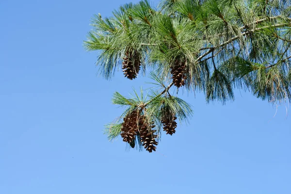 Himalaya Dennentakken Met Dennenappels Tegen Blauwe Lucht Latijnse Naam Pinus — Stockfoto