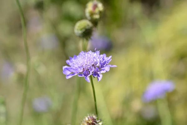 Japon Iğnelik Çiçeği Latince Adı Scabiosa Japonica — Stok fotoğraf